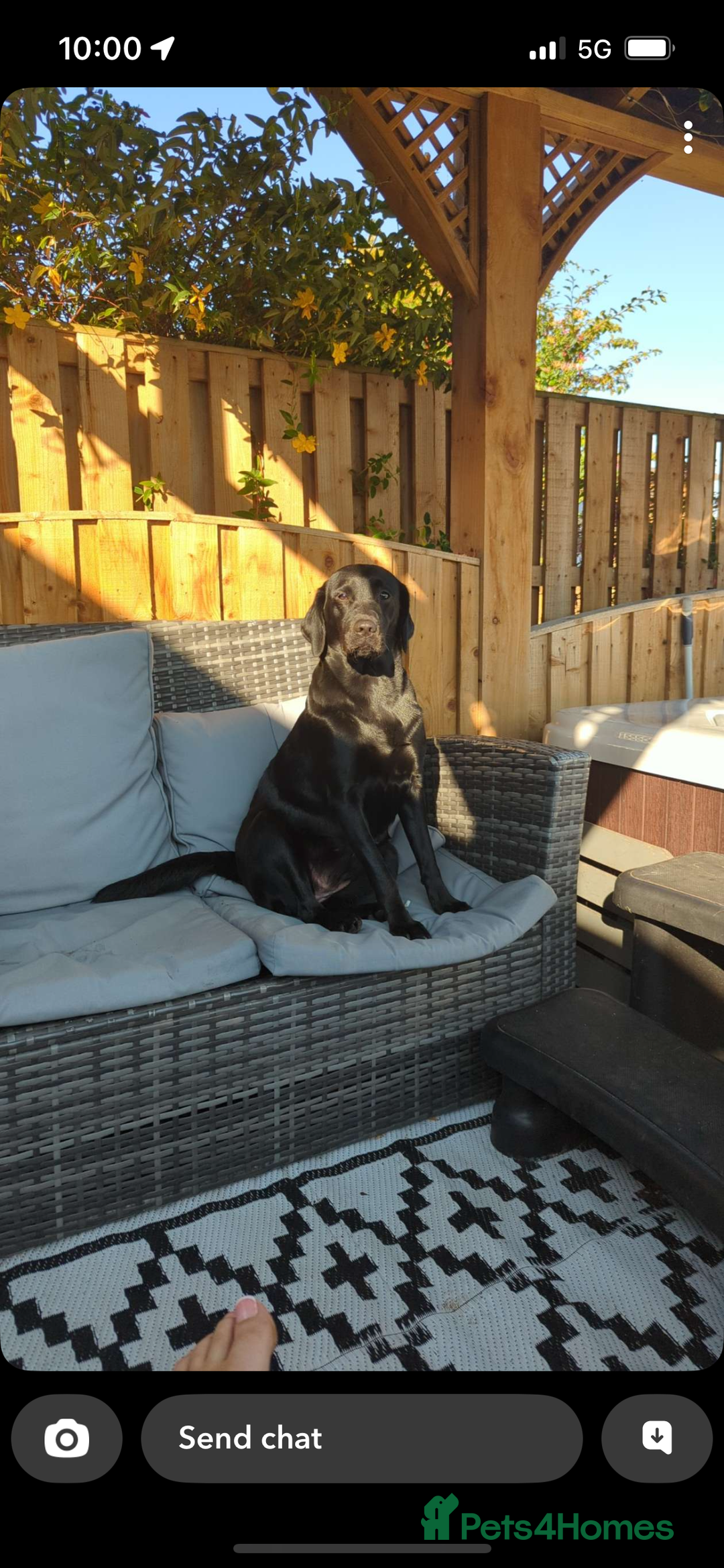 Borador dogs for sale: 5 borador puppies for sale - Image 4