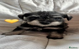 Miniature Schnauzer dogs for sale: Miniature Schnauzer Pups (White & Salt’n’Pepper) - Image 14