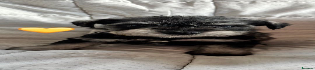 Salt ‘n’ pepper Miniature Schnauzer Puppy (Yellow)