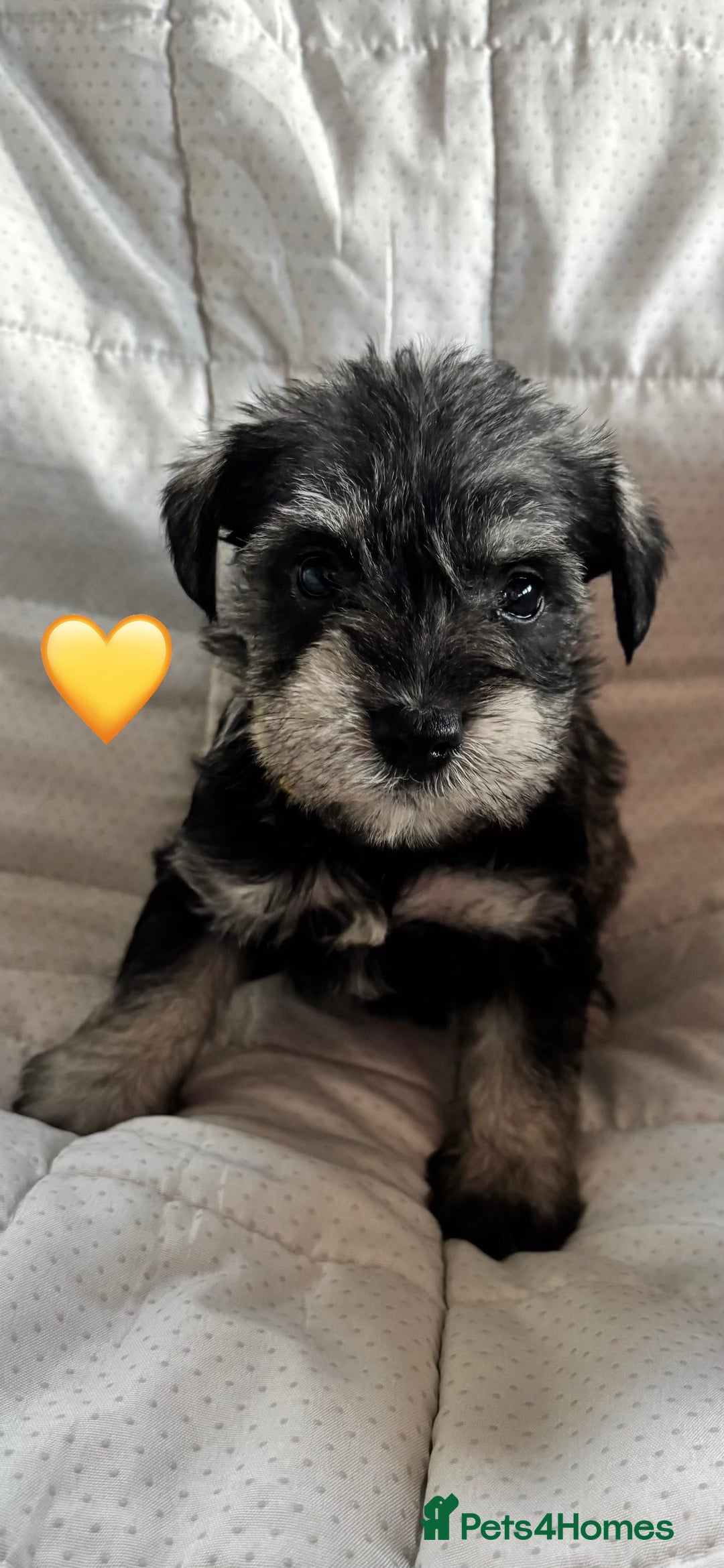 Miniature Schnauzer dogs for sale: Miniature Schnauzer Pups (White & Salt’n’Pepper) - Image 14