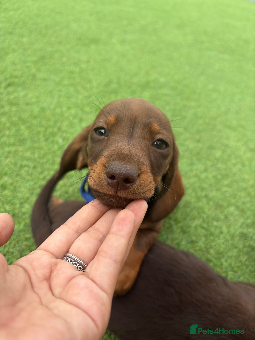 Miniature Dachshund dogs for sale: MINITURE DACHSHUNDS  - Image 11