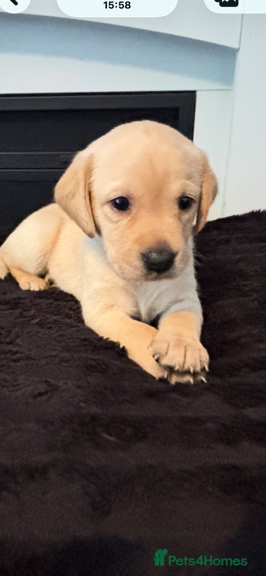 Labrador Retriever dogs 7 Labrador Puppies  - Advert 1