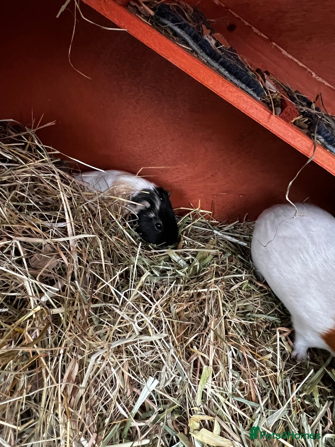 Guinea Pig rodents for sale: Male guinea pig - Advert 1