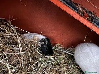 Guinea Pig rodents Male guinea pig - Advert 1