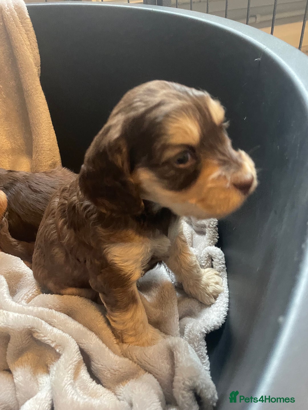 Cockapoo dogs for sale: Stunning sable cockapoos  - Advert 21