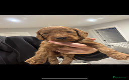 Cockapoo dogs for sale: Beautiful deep red f1b cockapoos  - Image 7