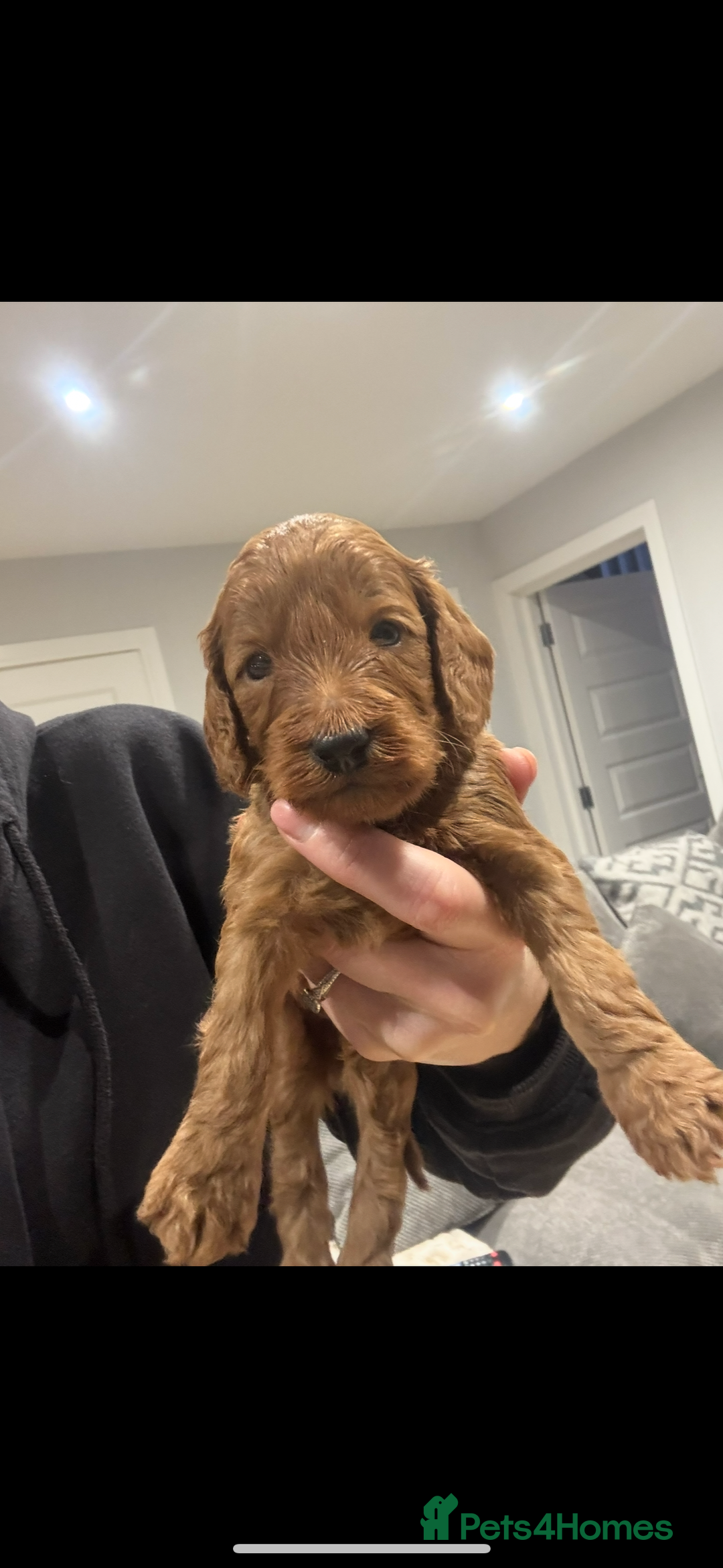 Cockapoo dogs for sale: Beautiful deep red f1b cockapoos  - Image 7