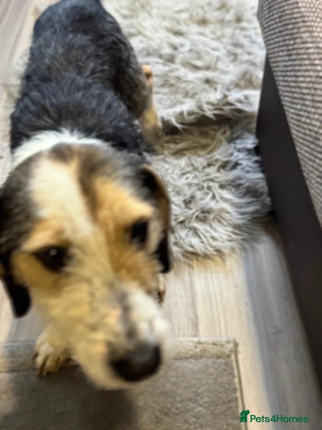 Mixed Breed dogs for adoption: Sweet Rami is looking for LOVE - Advert 25