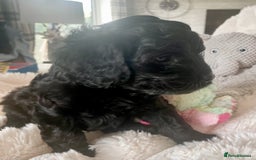 Cavapoo dogs for sale: F1 Cavapoos  - Image 13