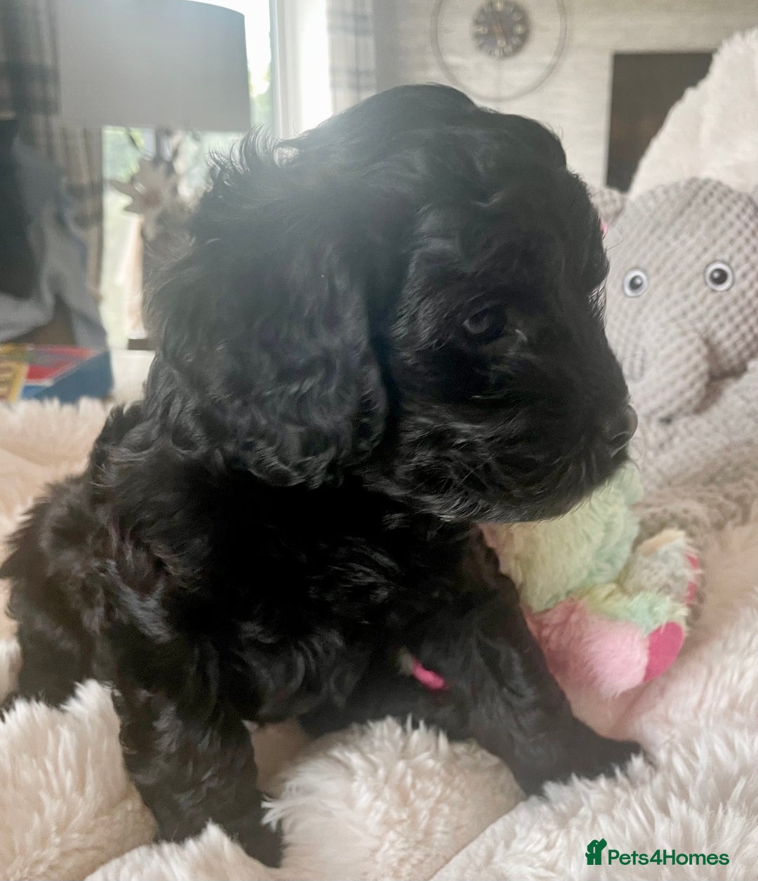Cavapoo dogs for sale: F1 Cavapoos  - Image 13