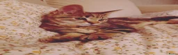 Mixed Breed cats for sale: Tabby kitten  in Appleby-in-Westmorland - Advert 4