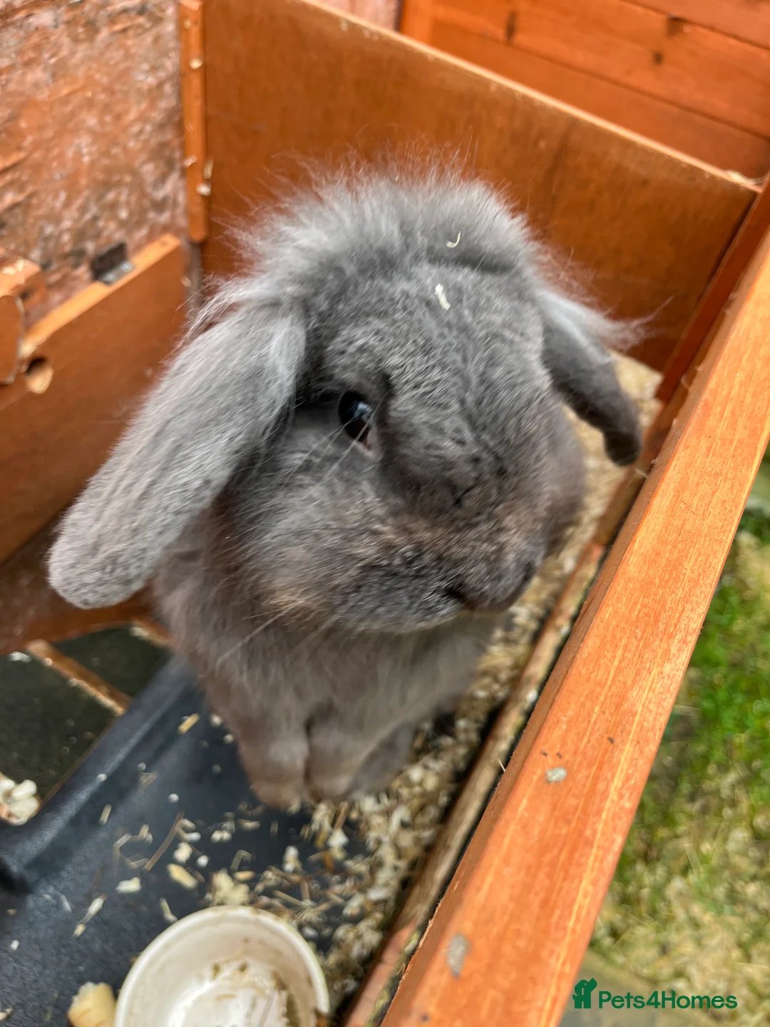 Mini Lop rabbits for sale: Two lovely mini lop rabbits. in Stevenage - Advert 2