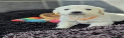 Golden Retriever dogs for sale: Beautiful golden retriever pups  - Advert 36