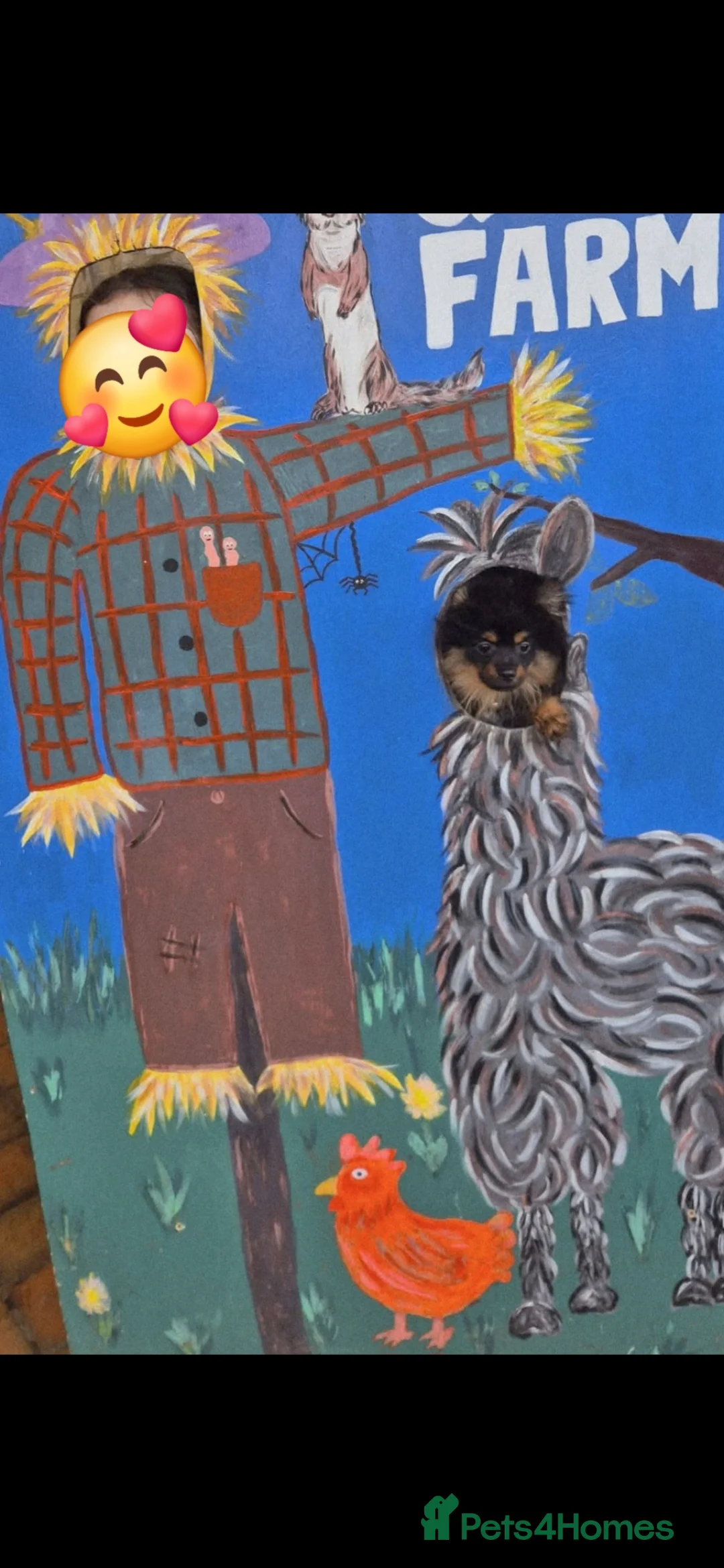 Pomeranian dogs for stud: Stud Pomeranian - Advert 7