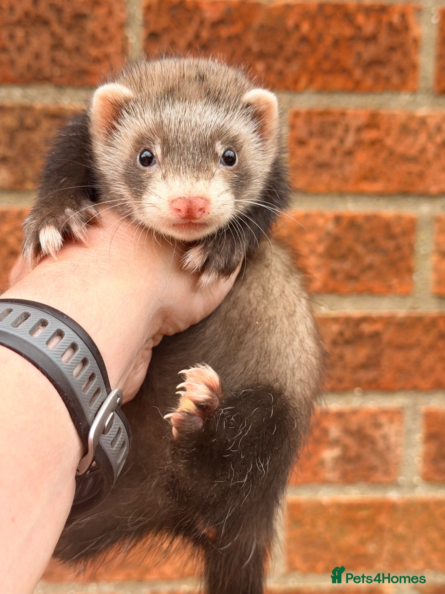 Ferret rodents Ferret kits  - Advert 1