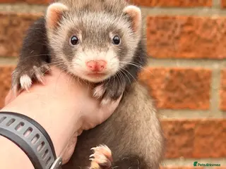 Ferret rodents Ferret kits - Advert 1