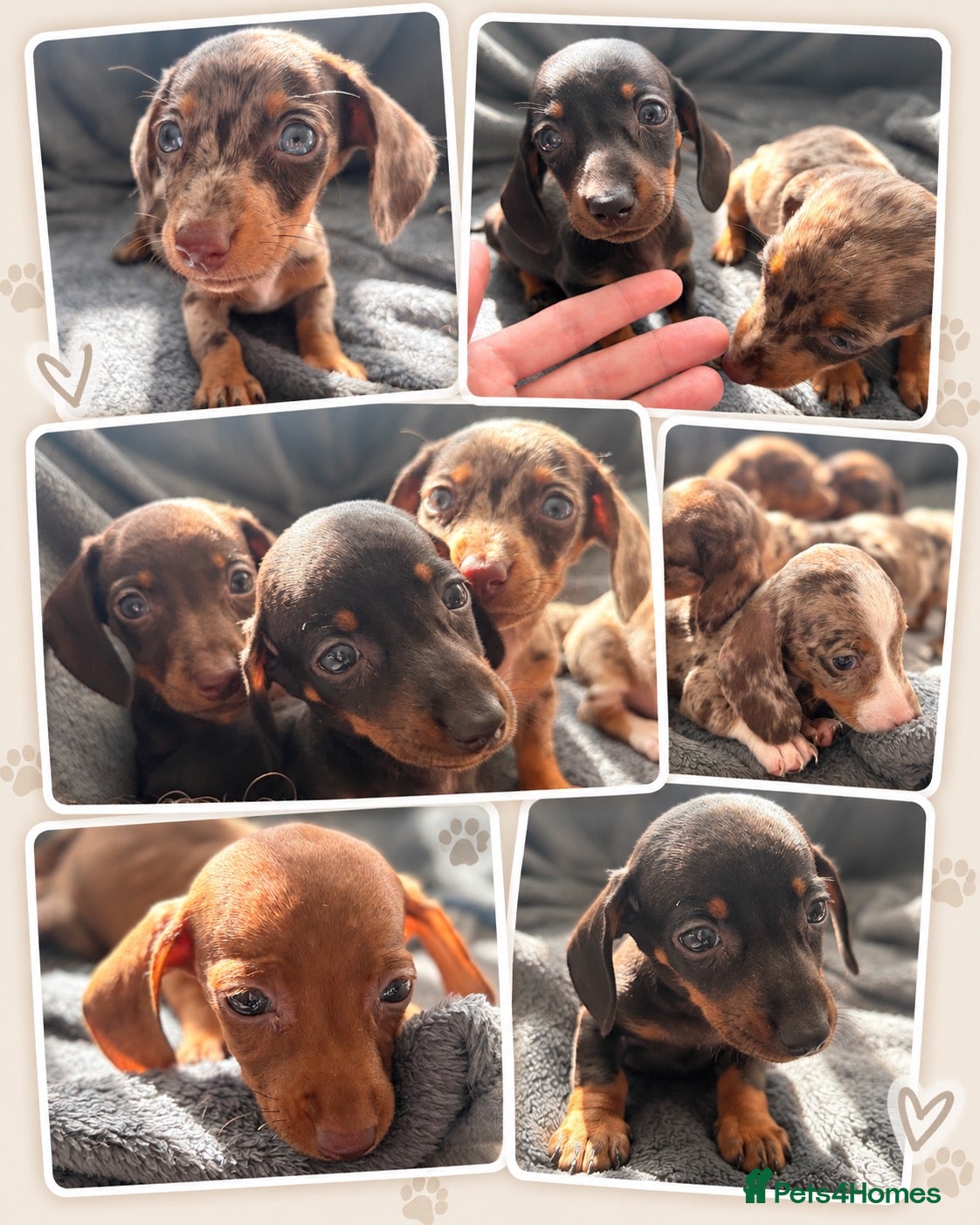 Miniature Dachshund dogs 🐾 KC Registered Miniature Dachshund Puppies 🐾 - Advert 2