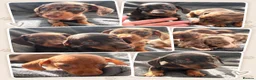 Miniature Dachshund dogs for sale: 2 pups left!  🐾 KC Miniature Dachshund Puppies 🐾 - Advert 9