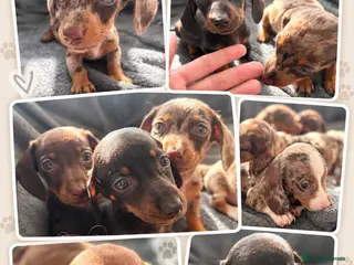 Miniature Dachshund dogs 🐾 KC Registered Miniature Dachshund Puppies 🐾 - Advert 1