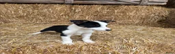 Border Collie dogs for sale: 3 Border Collie Puppies  - Advert 8