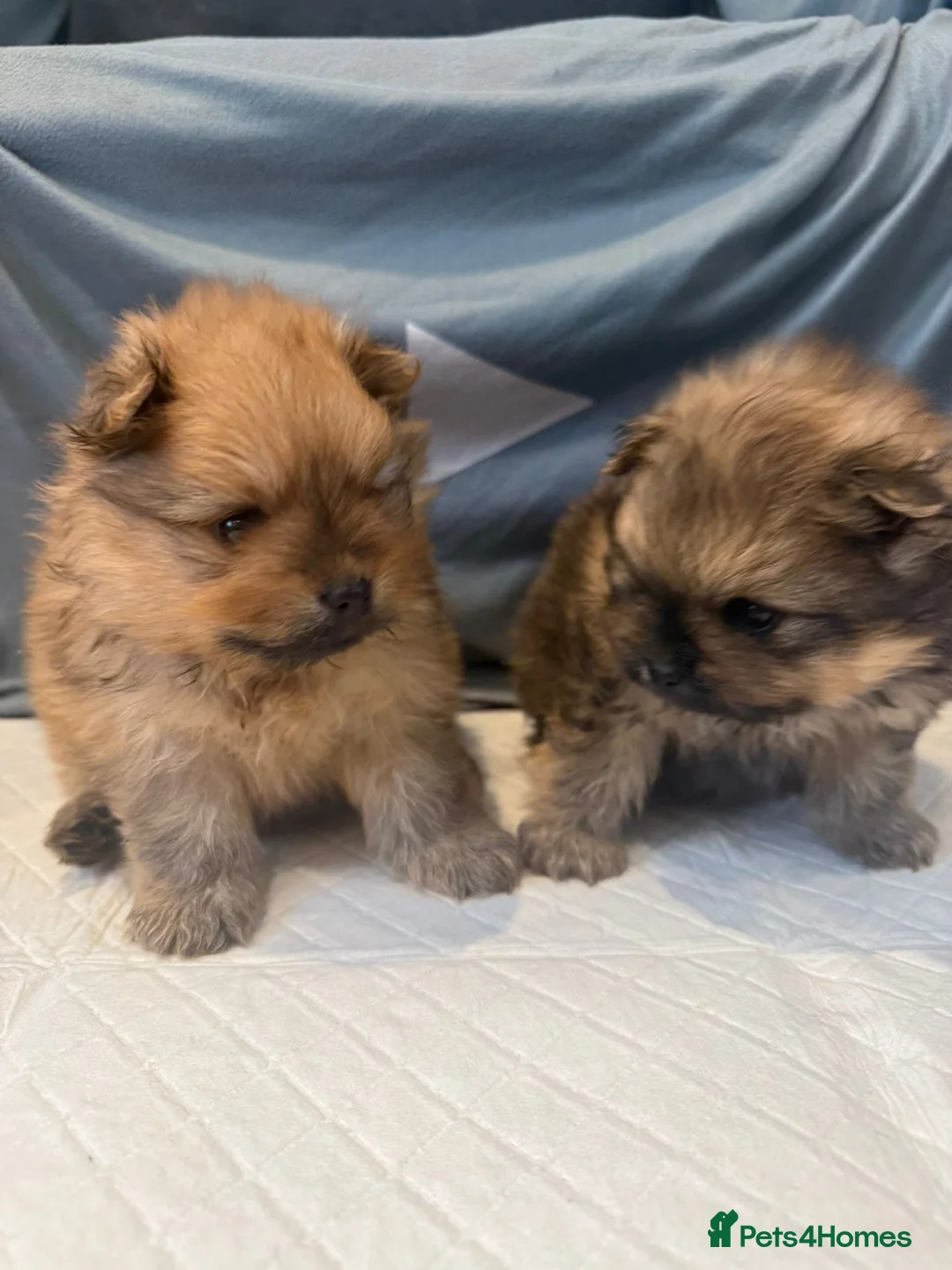 Pomeranian dogs for sale: Pomeranian puppies. - Advert 1