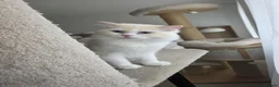 Ragdoll cats for sale: 🐾✨ Champion Line Ragdoll Kittens for Sale ✨🐾 - Advert 17