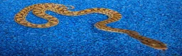 Boa Snake reptiles for sale: Argentina Rainbow Boa's - Advert 9
