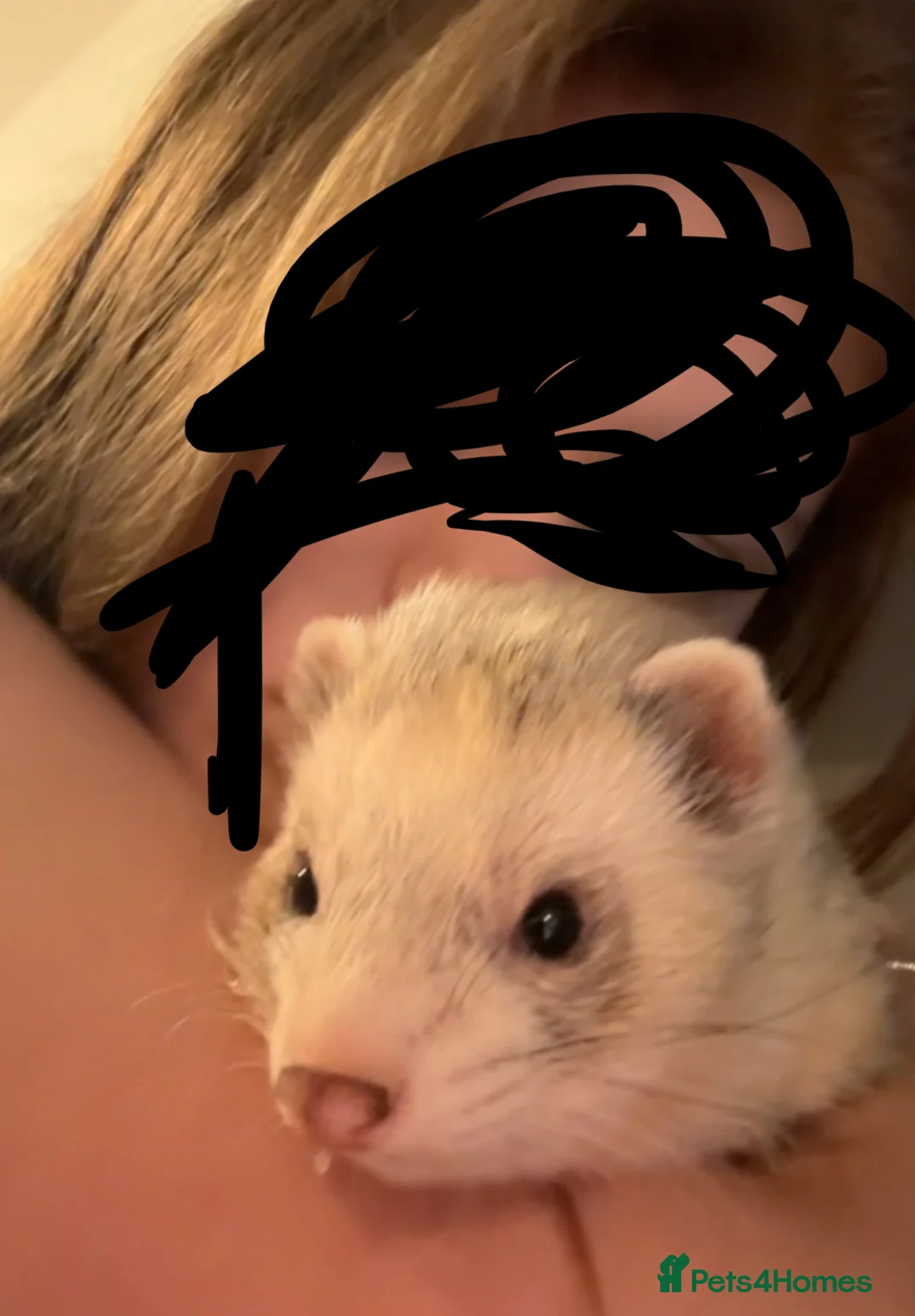 Ferret rodents for sale: hob for stud - Advert 6