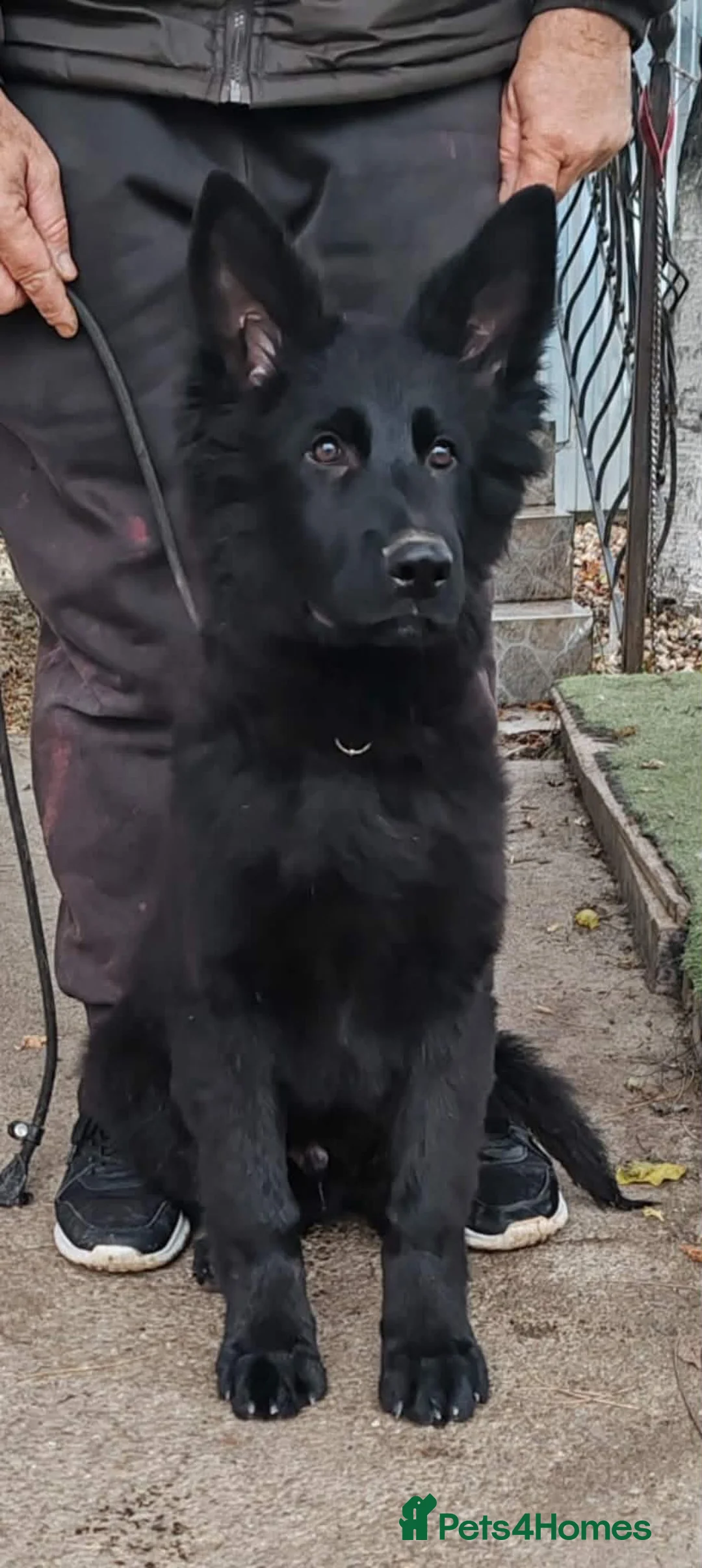 German Shepherd dogs for sale: German Sheperd  - Advert 5