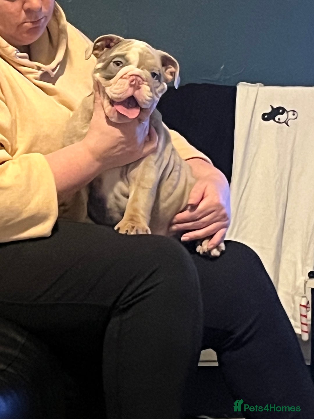 English Bulldog dogs for sale: 11 month old pup  - Image 5