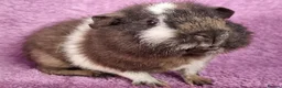 Guinea Pig rodents for sale: Beautiful Male Baby Guinea Pigs for sale  - Advert 1