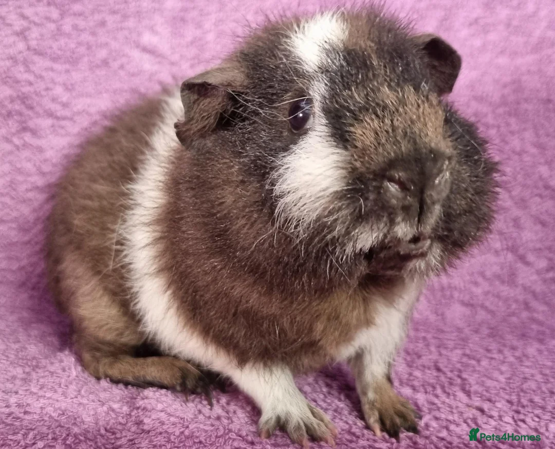 Guinea Pig rodents for sale: Beautiful Male Baby Guinea Pigs for sale  - Advert 1
