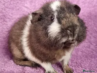 Guinea Pig rodents Beautiful Male Baby Guinea Pigs for sale - Advert 1