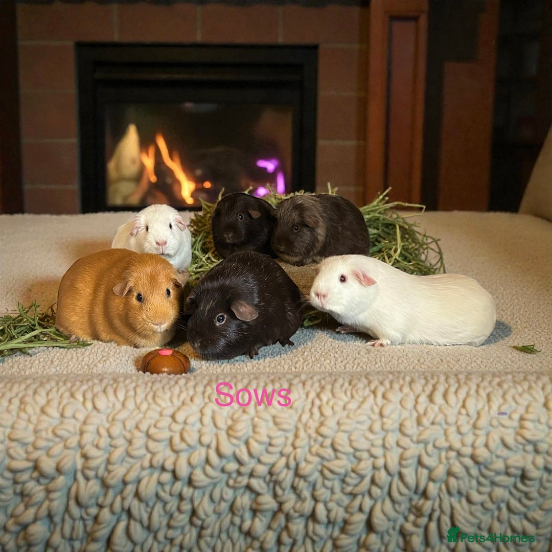 Guinea Pig rodents for sale: Pairs of Guinea Pigs Boars & Sows - Advert 2