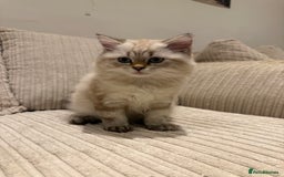 British Longhair cats for sale: British long hair  - Image 1