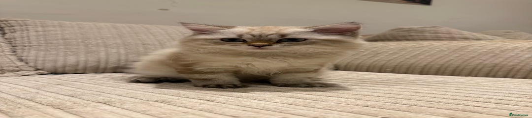 British Longhair Kitten 1