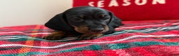 Miniature Dachshund dogs for sale: Kc mini smooth daxie fully tested  - Advert 2