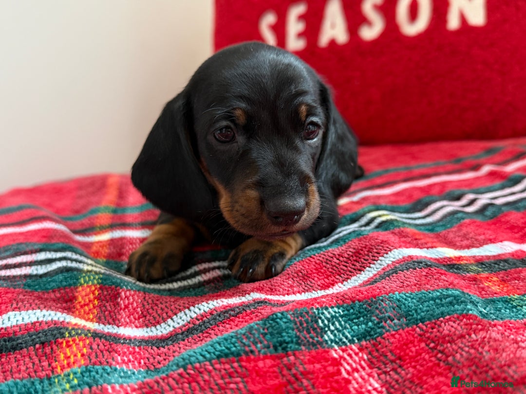Miniature Dachshund dogs for sale: Kc mini smooth daxie fully tested  - Advert 2