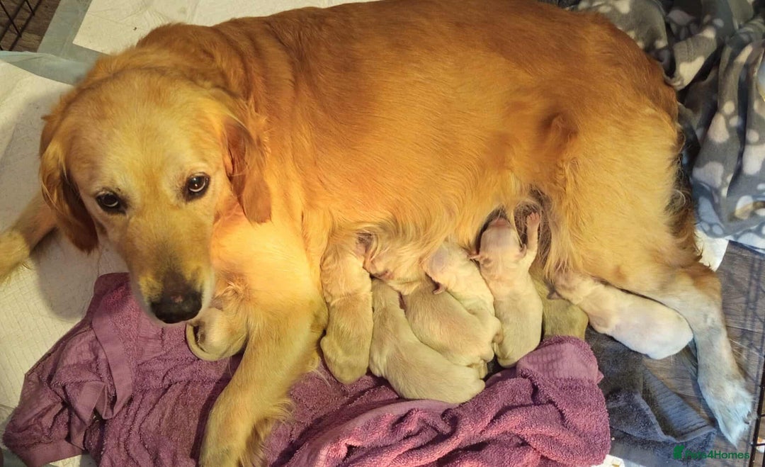 Golden Retriever dogs for sale: Golden Retriever Puppies - Mum & Dad family pets - Image 14