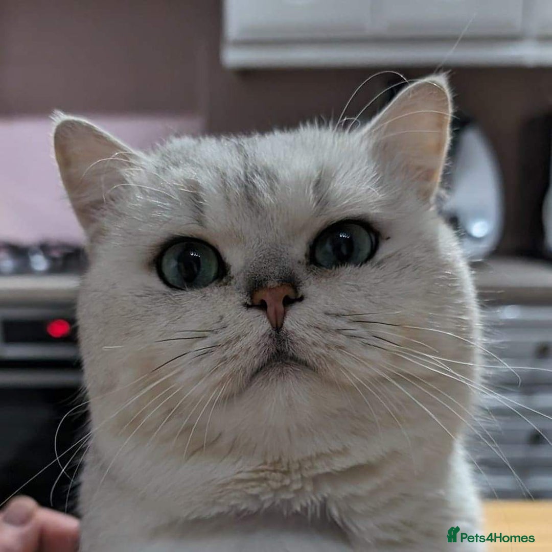 British Shorthair cats for stud:  For Stud, BSH White NS11 GCCF & TICA registred. in Telford - Advert 1