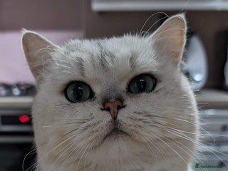 British Shorthair cats in Telford - Advert 7