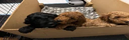 Cockapoo dogs for sale: 5 beautiful cockapoos puppies  - Advert 17