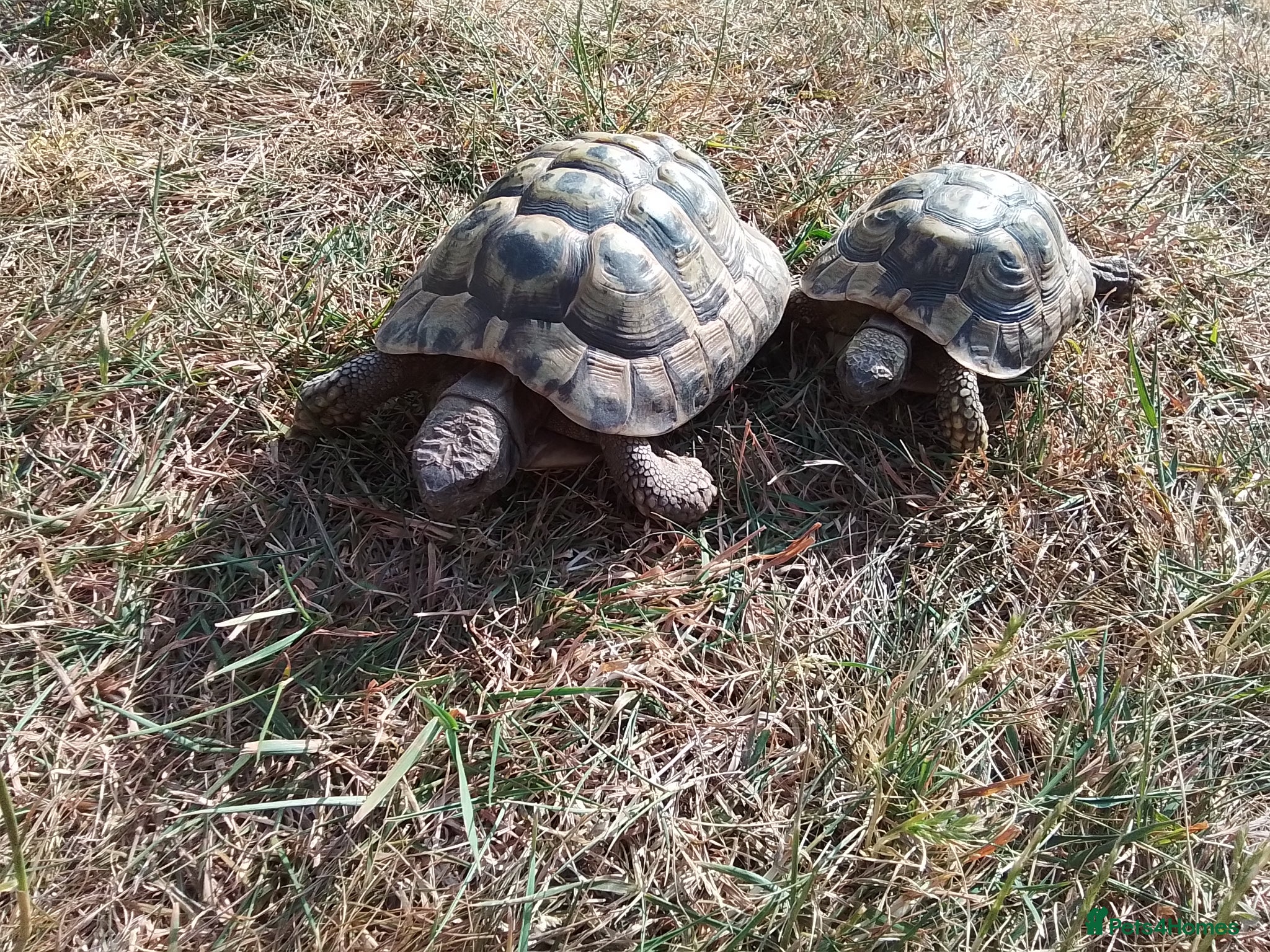 Hermann Tortoise reptiles Hermann Tortoise  - Advert 1