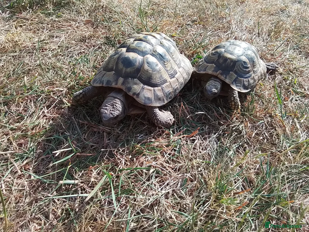 Hermann Tortoise reptiles for sale: Hermann Tortoise  in Manningtree - Advert 1