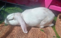 Tan rabbits for sale: Rabbits x2 both male brothers  - Image 1
