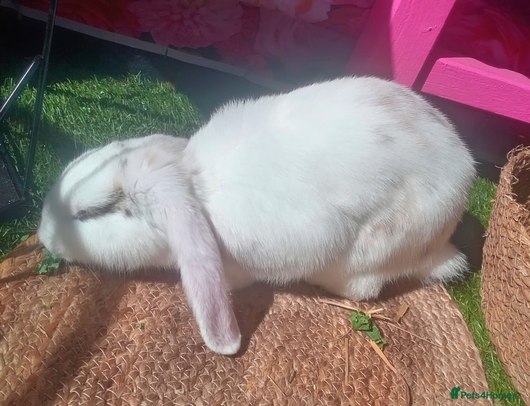 Tan rabbits for sale: Rabbits x2 both male brothers  - Image 1