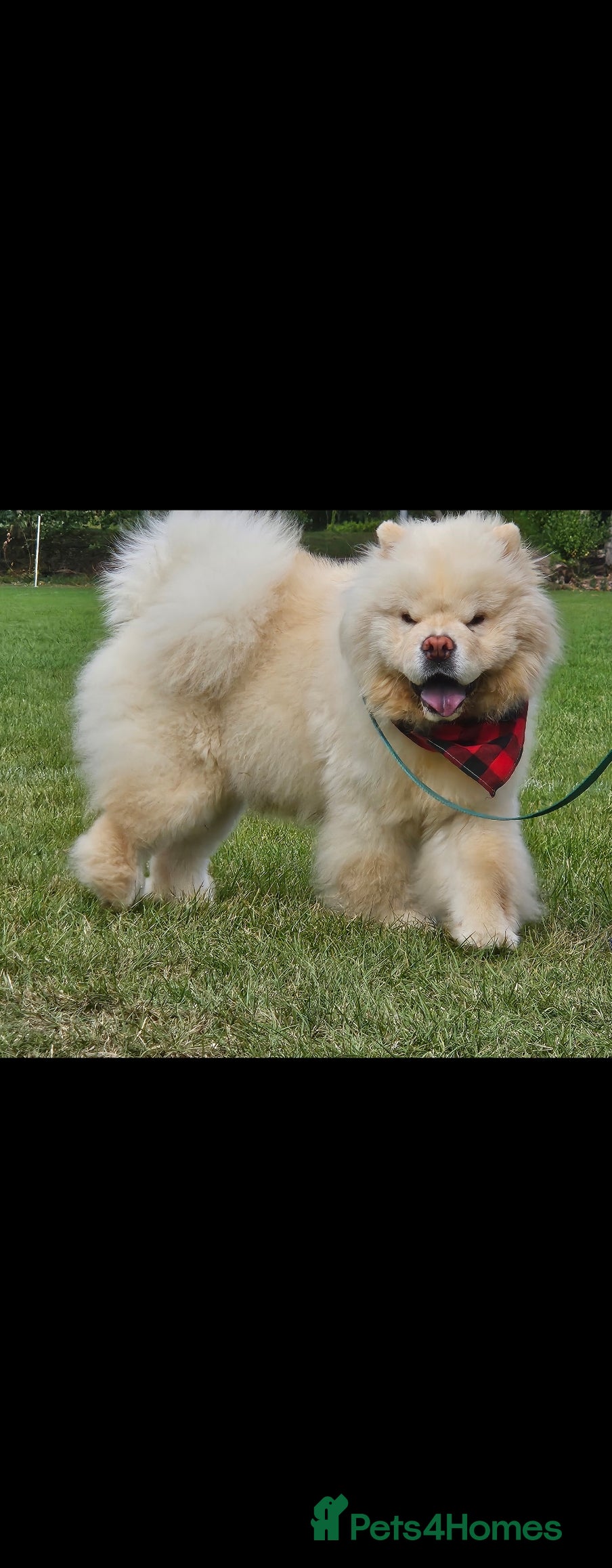 Chow Chow dogs Gorgeous chow chow for stud  - Advert 9