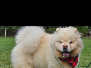 Chow Chow dogs Gorgeous chow chow for stud - Advert 9