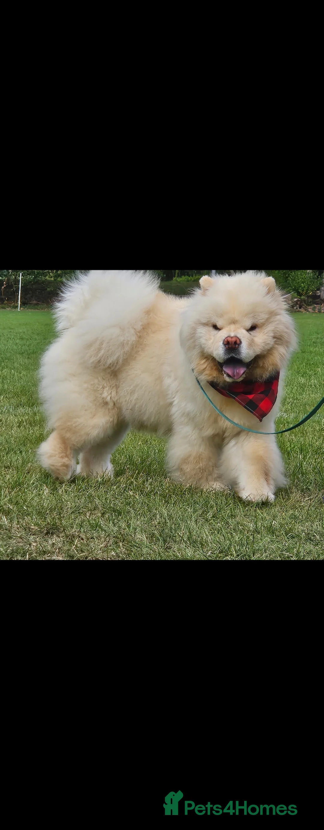 Chow Chow dogs for stud: Gorgeous chow chow for stud  - Advert 1