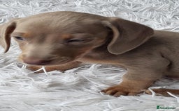 Dachshund dogs for sale: Miniature Isabella daucsunds for sale - Image 8